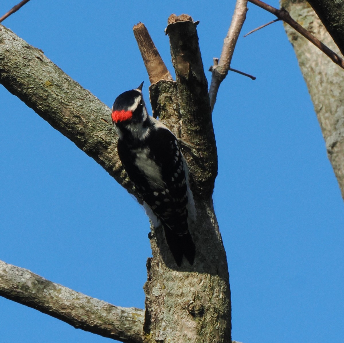 Downy Woodpecker - ML624606532