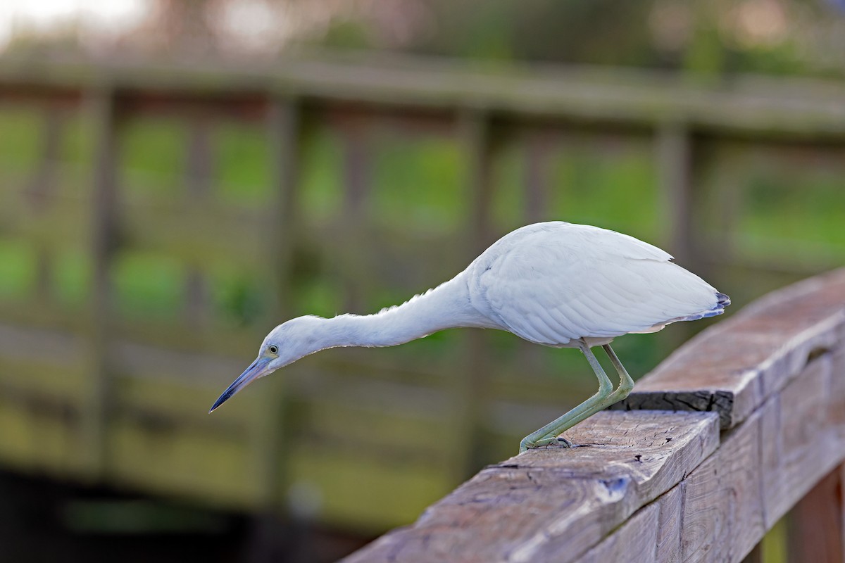 Little Blue Heron - ML624606669