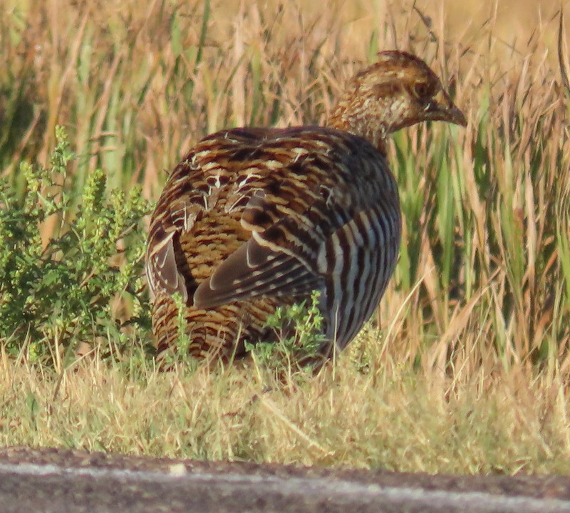 Greater Prairie-Chicken - ML624606675