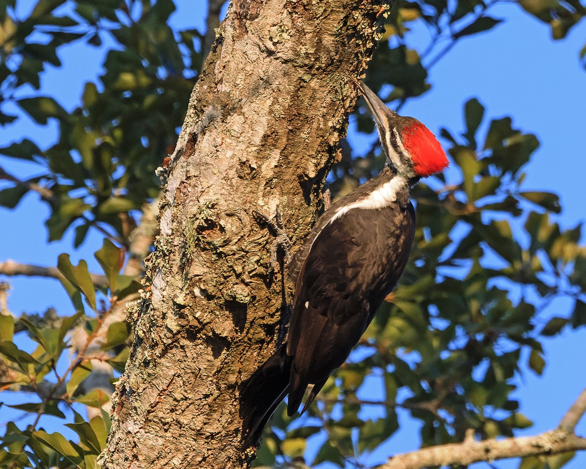 Pileated Woodpecker - ML624606682