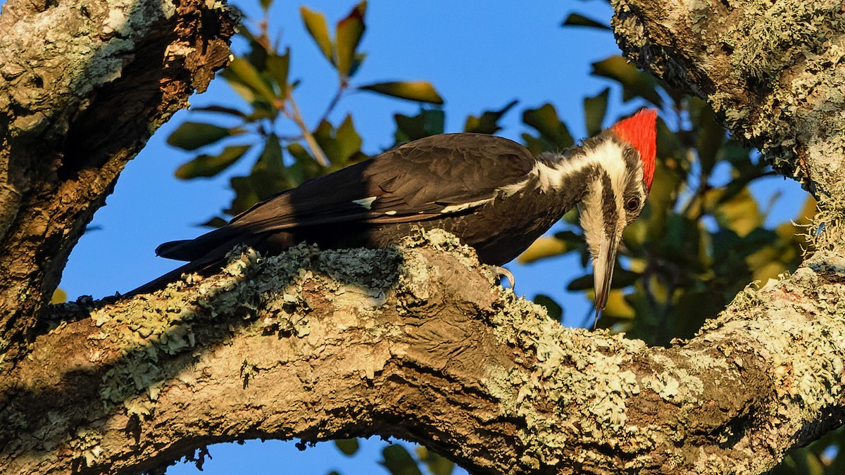 Pileated Woodpecker - ML624606683