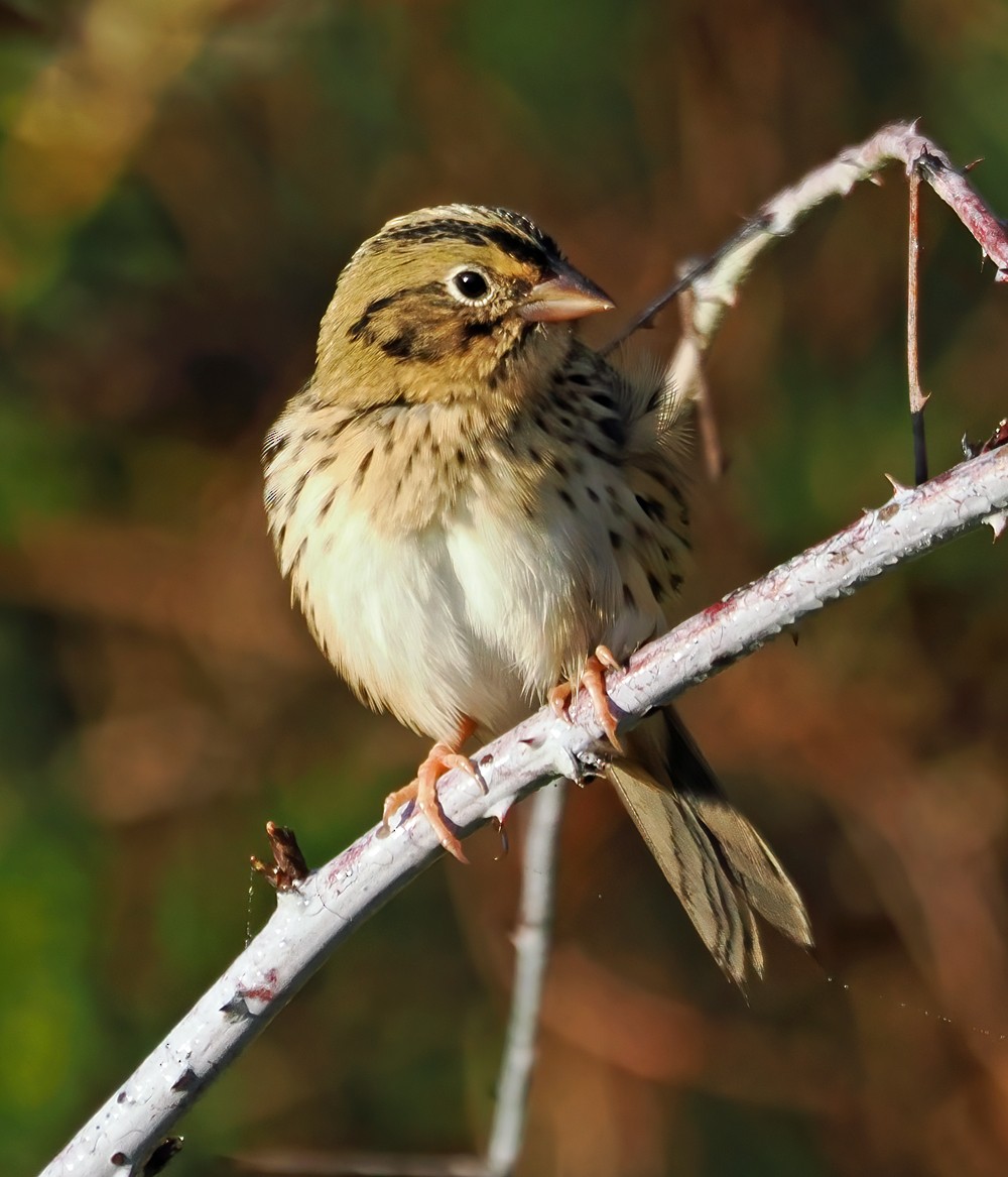 Henslow's Sparrow - ML624606806