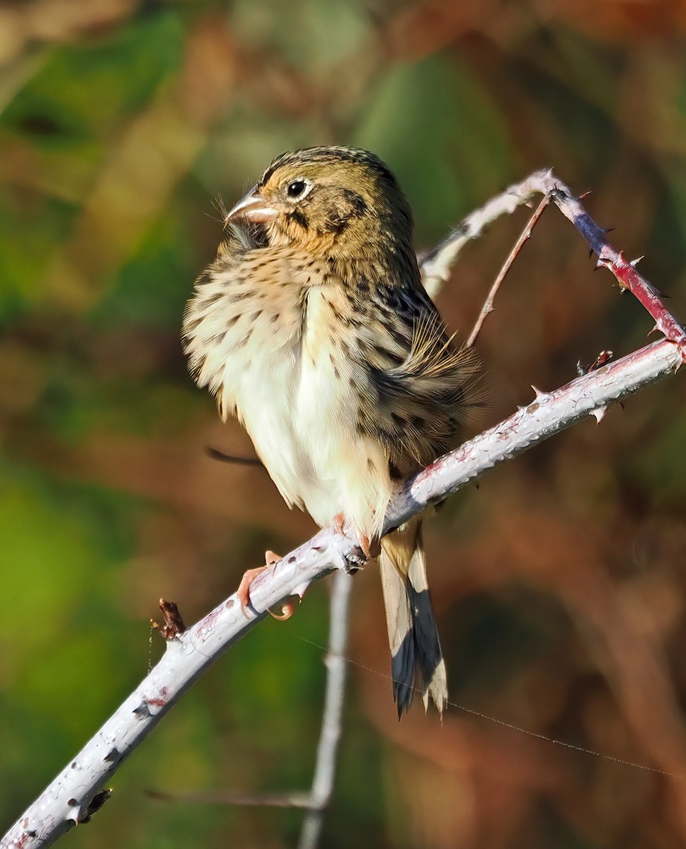Henslow's Sparrow - ML624606807