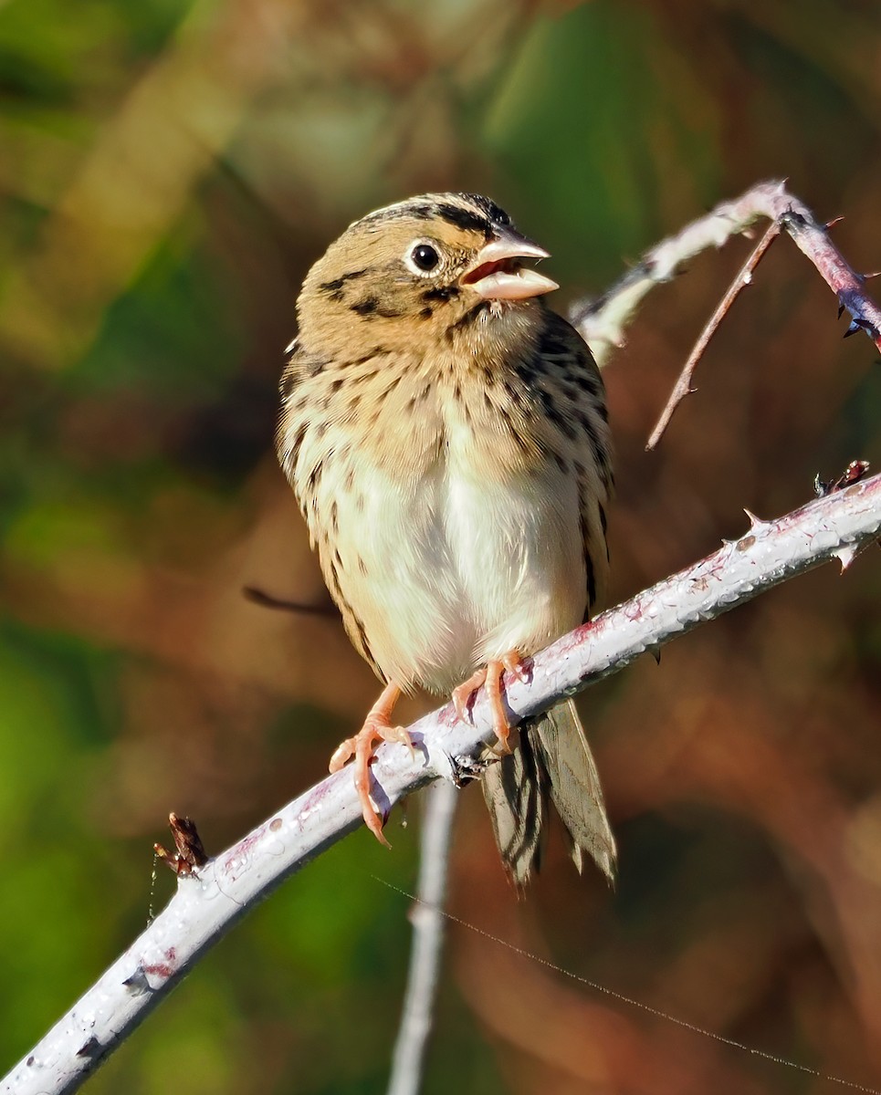Henslow's Sparrow - ML624606808