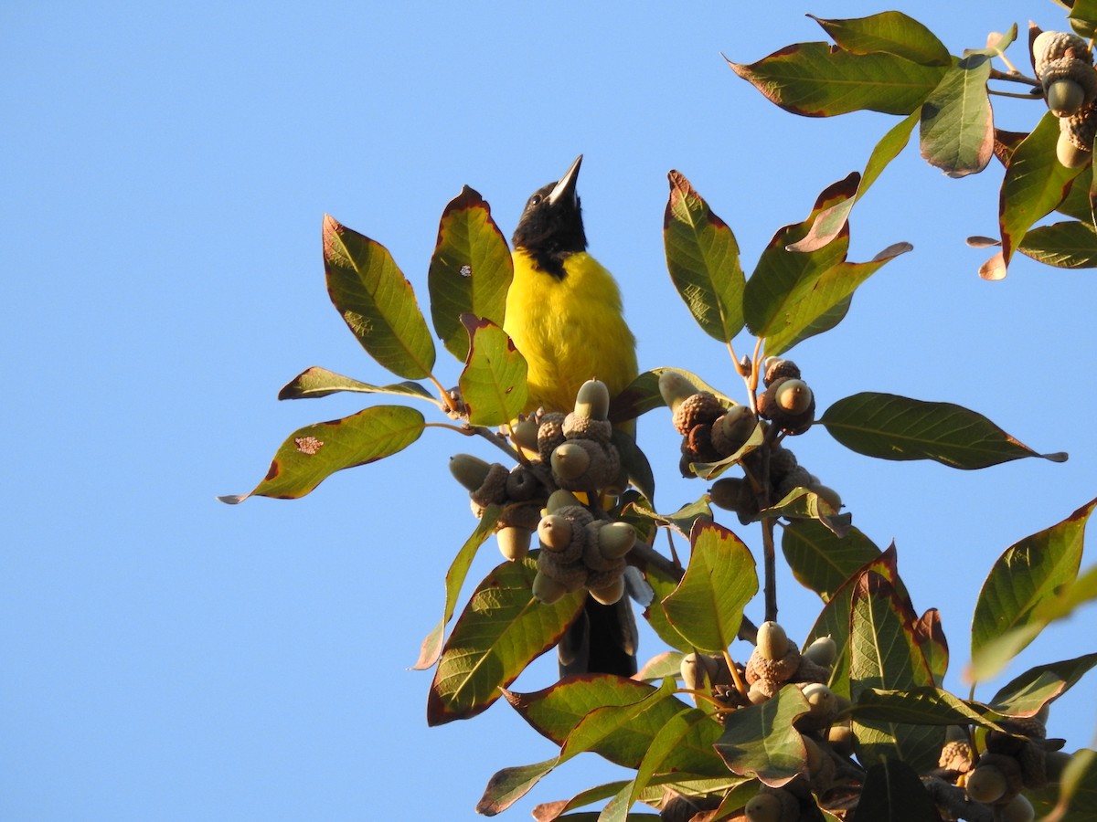 Audubon's Oriole - ML624606817