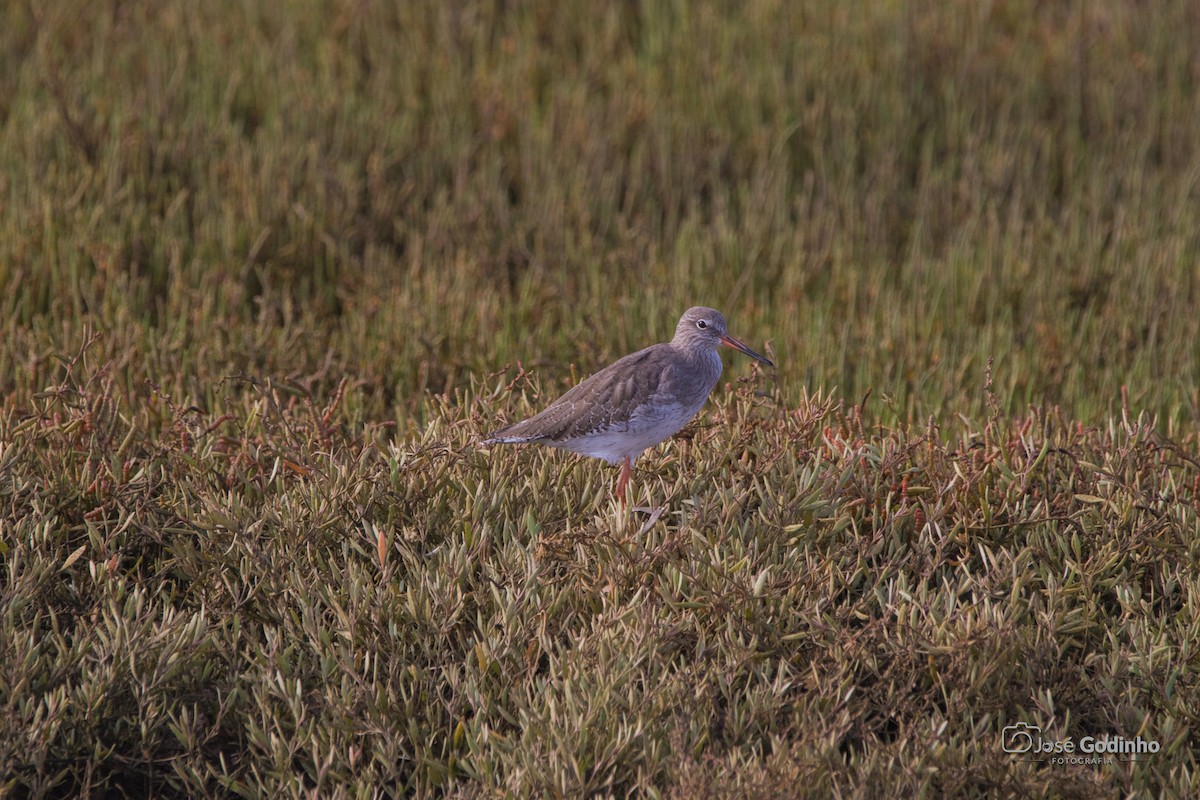 Chevalier gambette - ML624606837