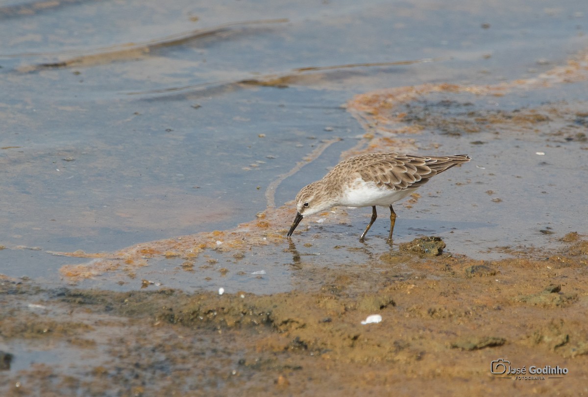 Little Stint - ML624606862