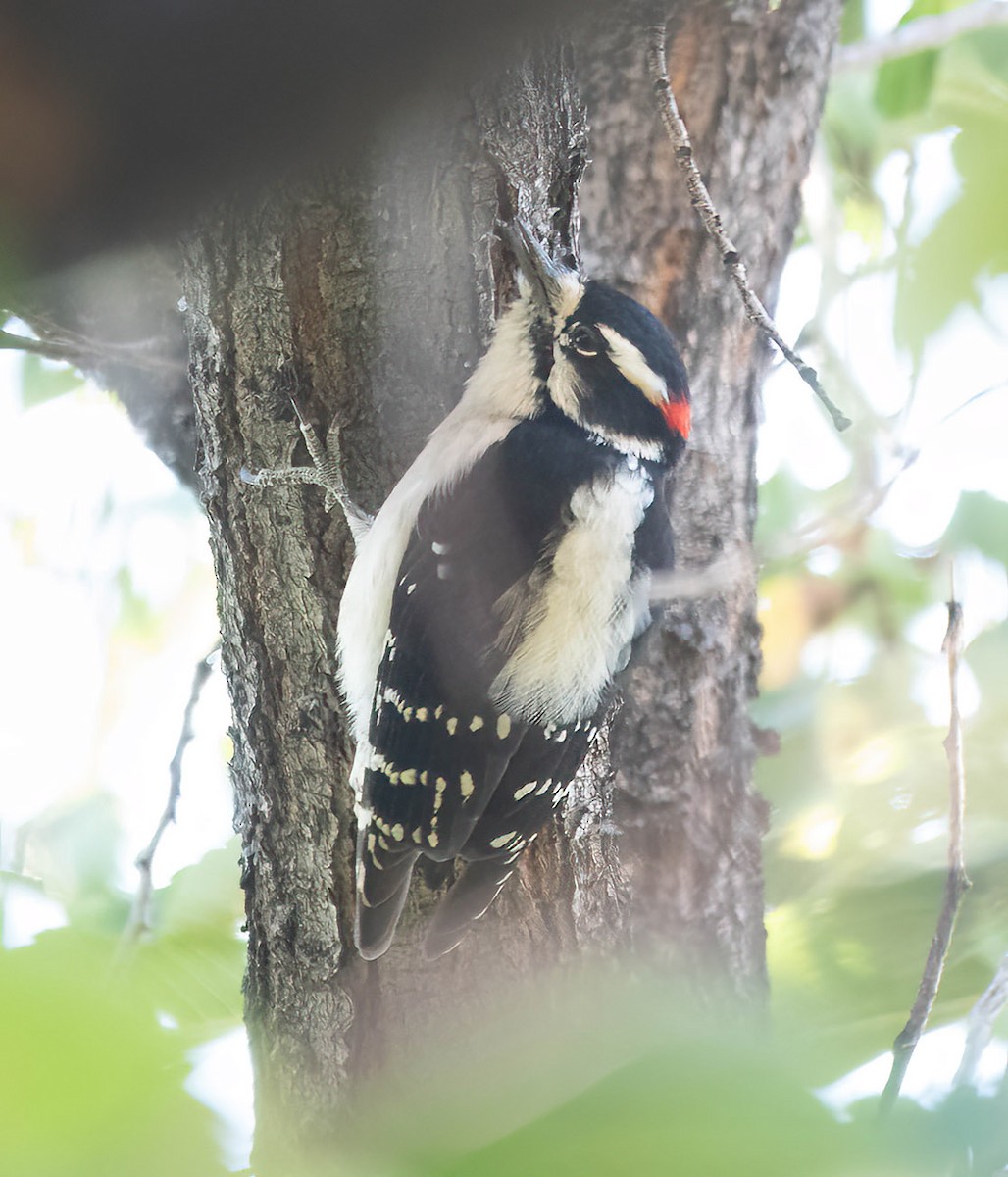 Downy Woodpecker - ML624606938