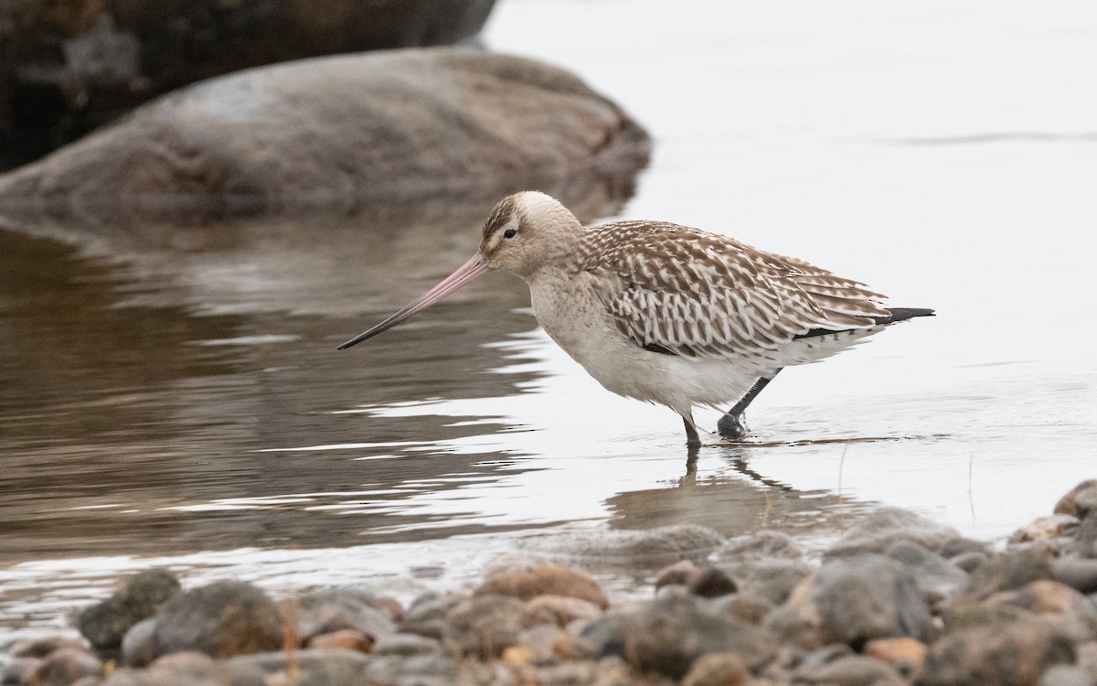 Bar-tailed Godwit - ML624606945