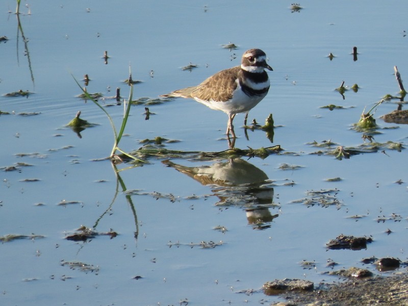 Killdeer - ML624606952