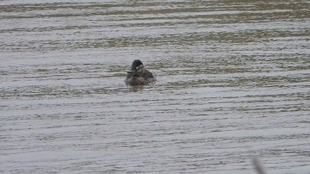 Ruddy Duck - ML624606958