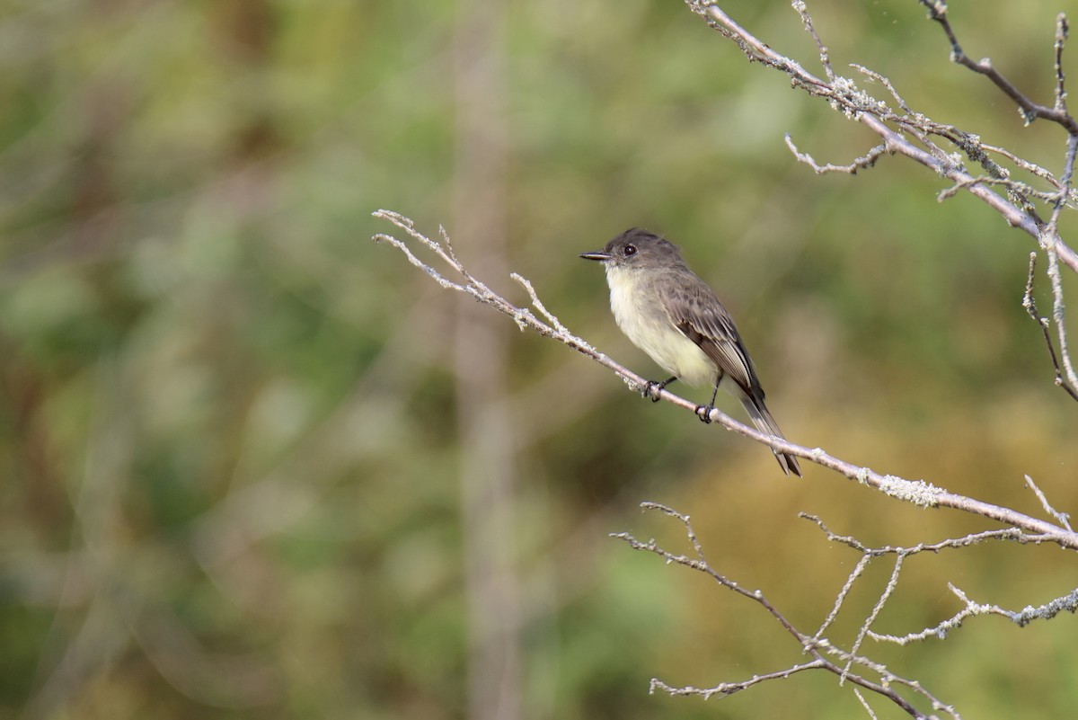 Eastern Phoebe - ML624606995