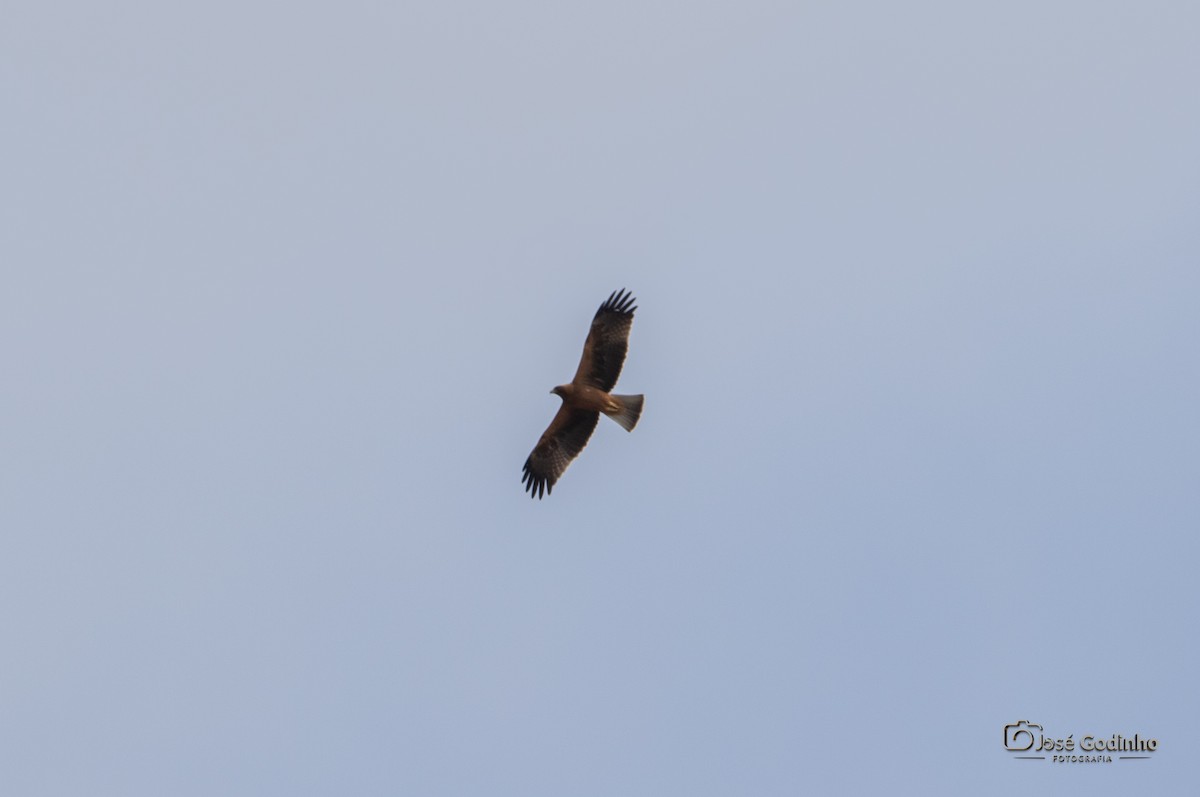 Bonelli's Eagle - ML624607062