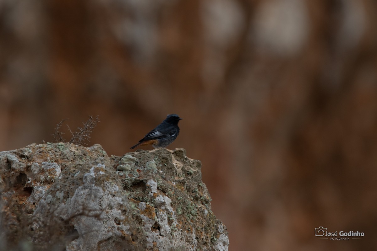 Black Redstart - ML624607109