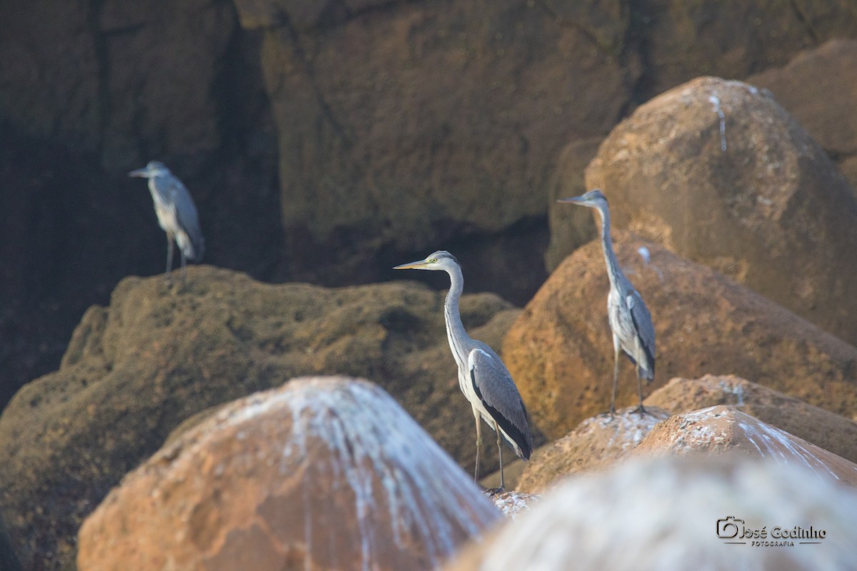 Gray Heron - ML624607158