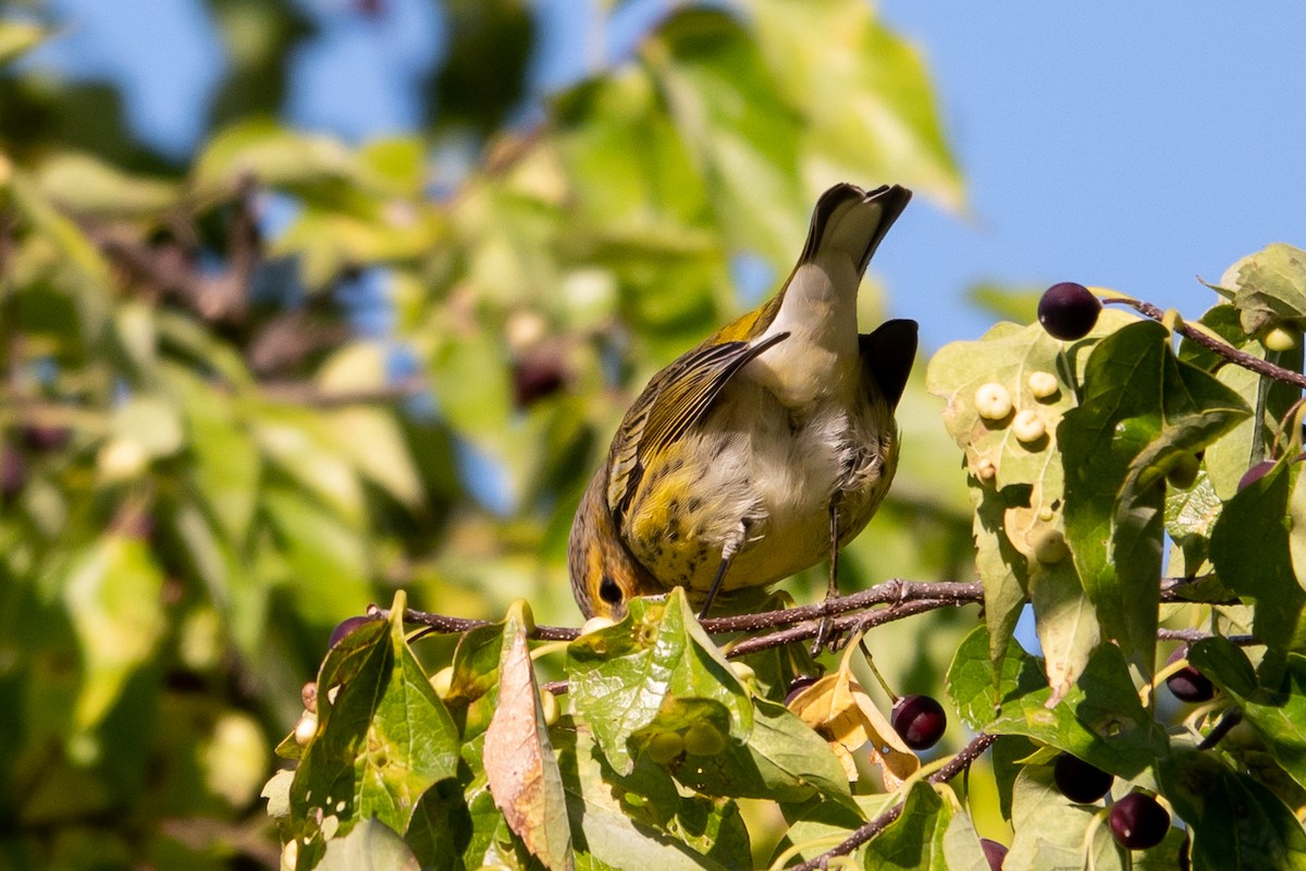 Cape May Warbler - Marilyn Henry