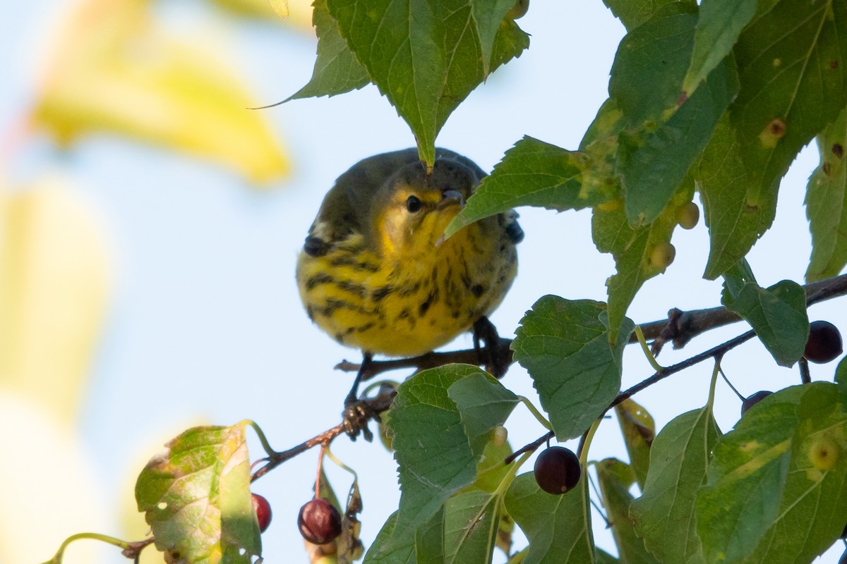 Cape May Warbler - ML624607205