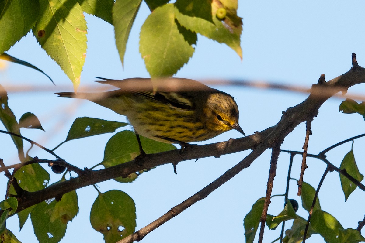 Cape May Warbler - ML624607225