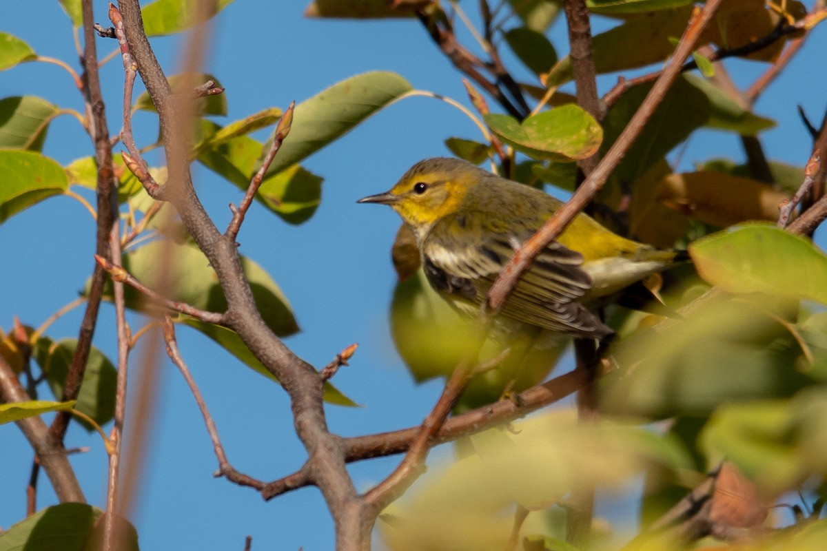 Cape May Warbler - ML624607226