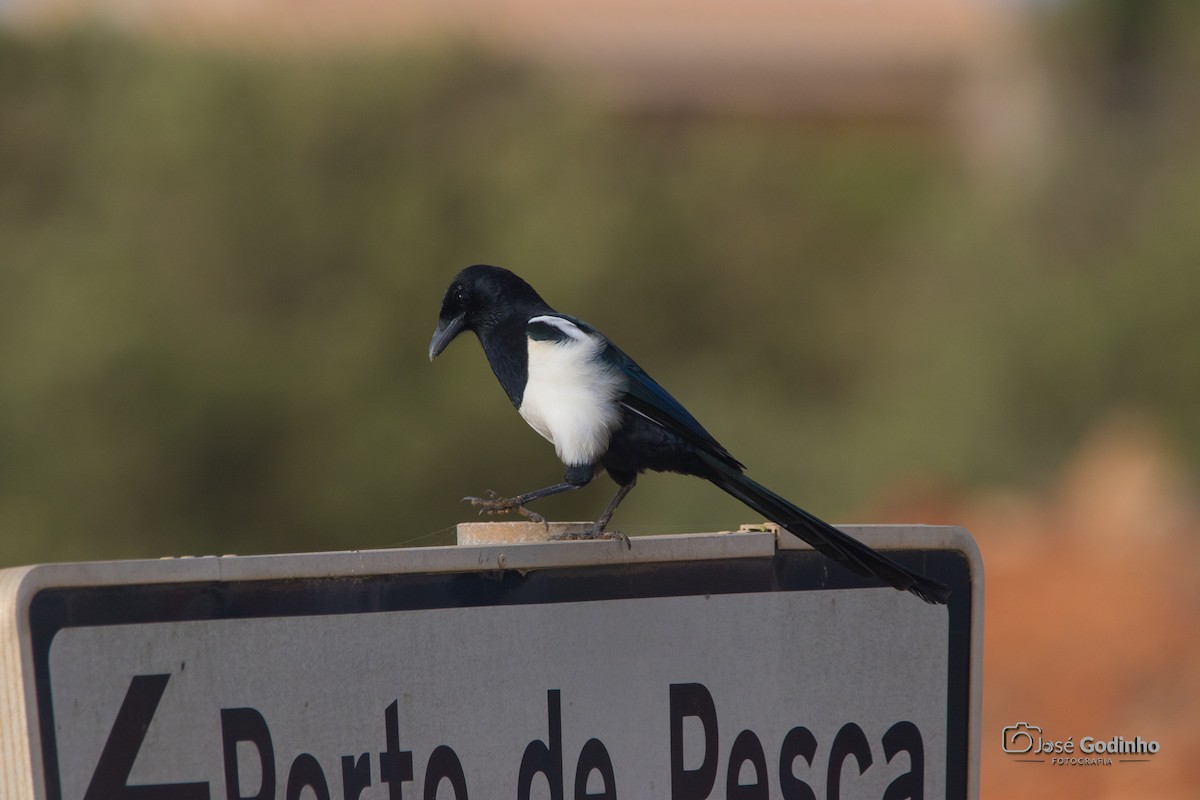 Eurasian Magpie - ML624607229