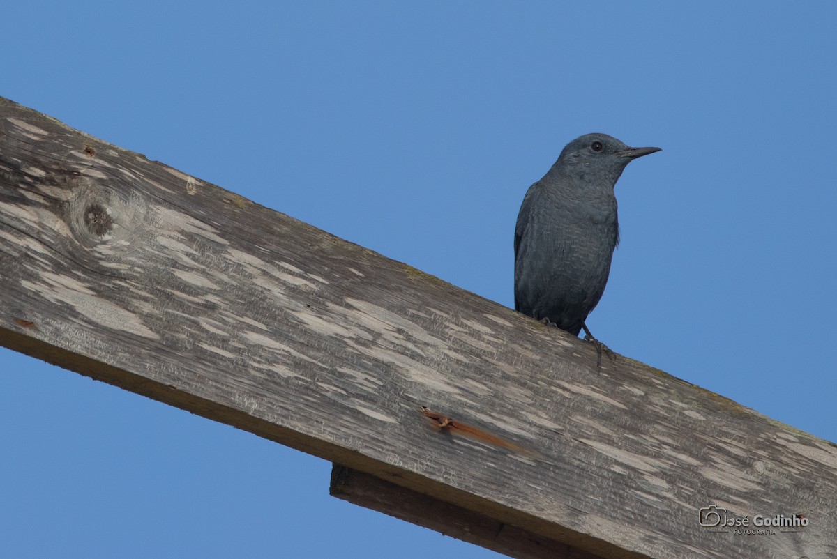 Blue Rock-Thrush - ML624607244