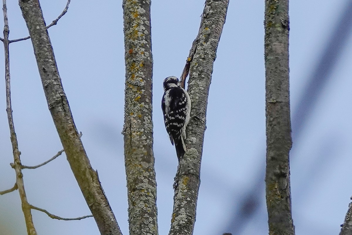 Downy Woodpecker - Ivan Radenkovic