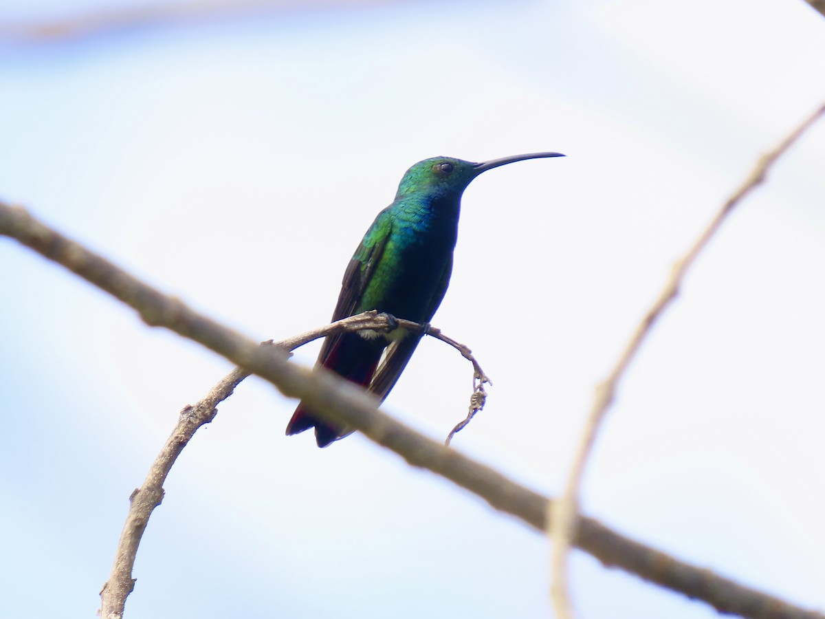 Black-throated Mango (Ecuadorian) - ML624607417