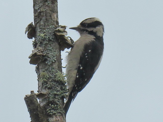 Downy Woodpecker - ML624607496