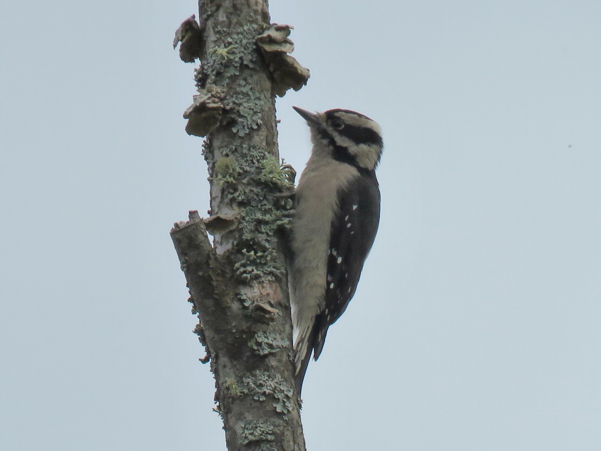 Downy Woodpecker - ML624607508