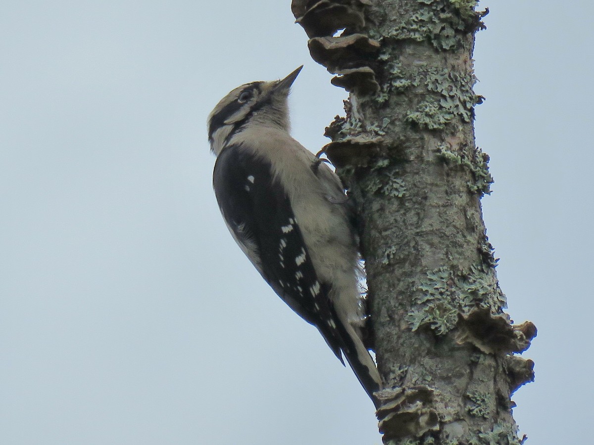 Downy Woodpecker - ML624607515