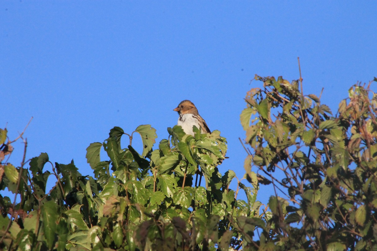 Harris's Sparrow - ML624607539