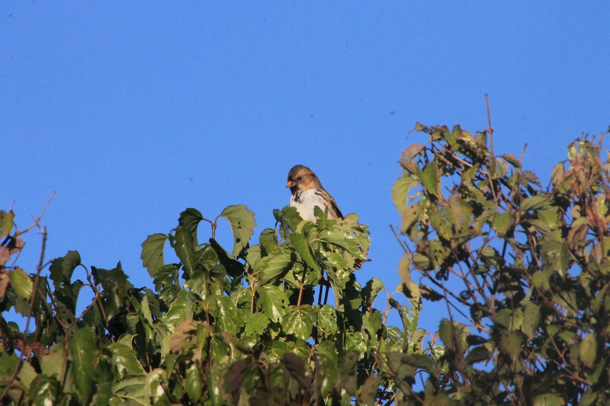 Harris's Sparrow - ML624607541