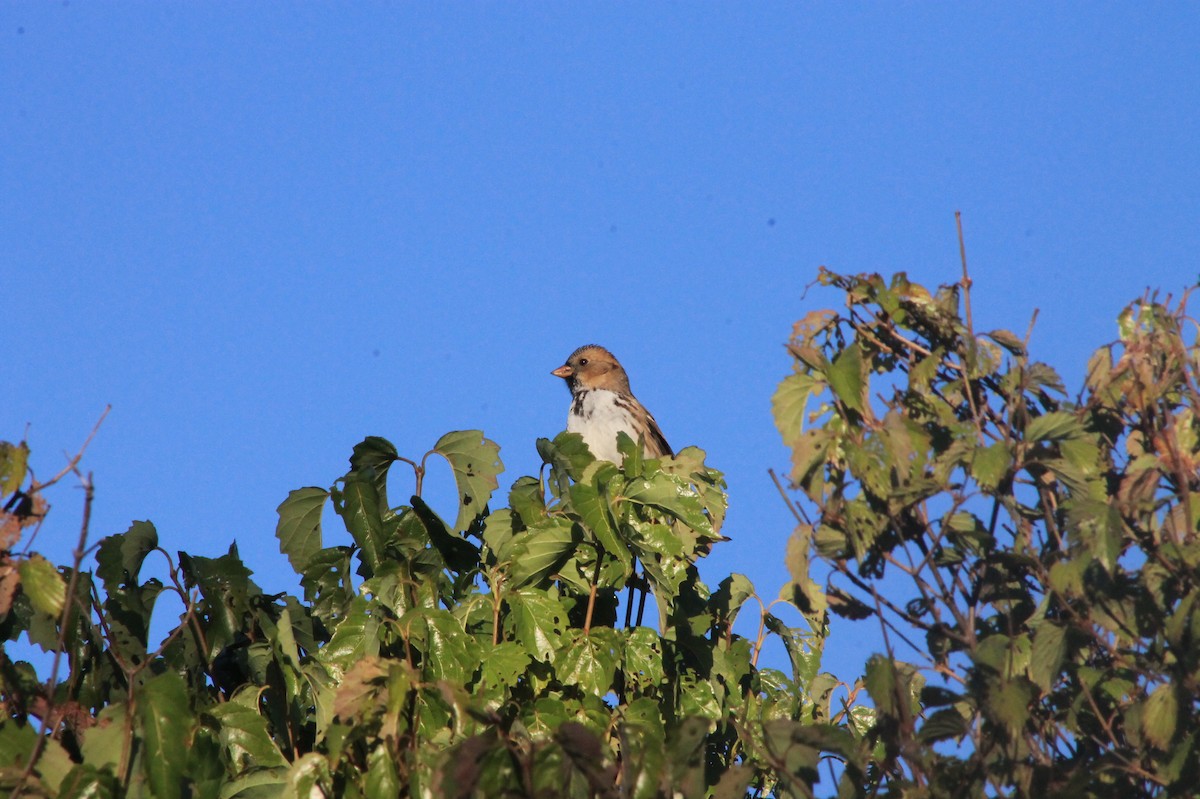 Harris's Sparrow - ML624607542