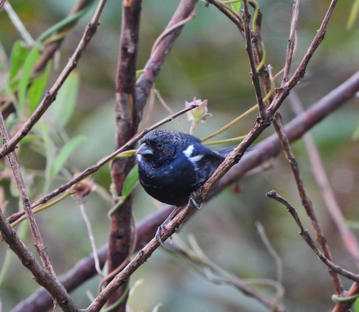 Blue-black Grassquit - ML624607543