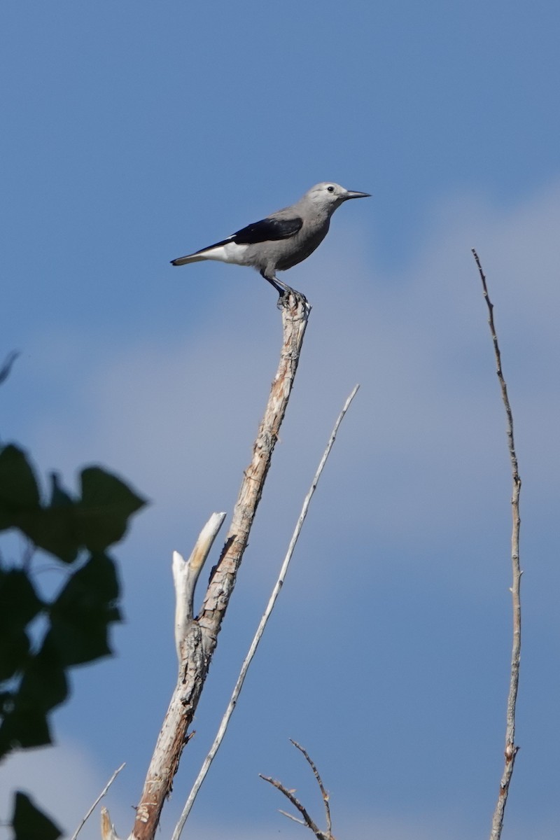 Clark's Nutcracker - ML624607547