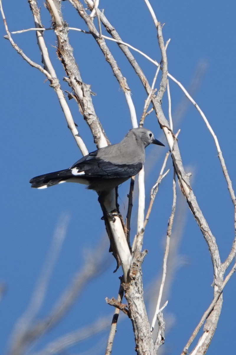 Clark's Nutcracker - ML624607548