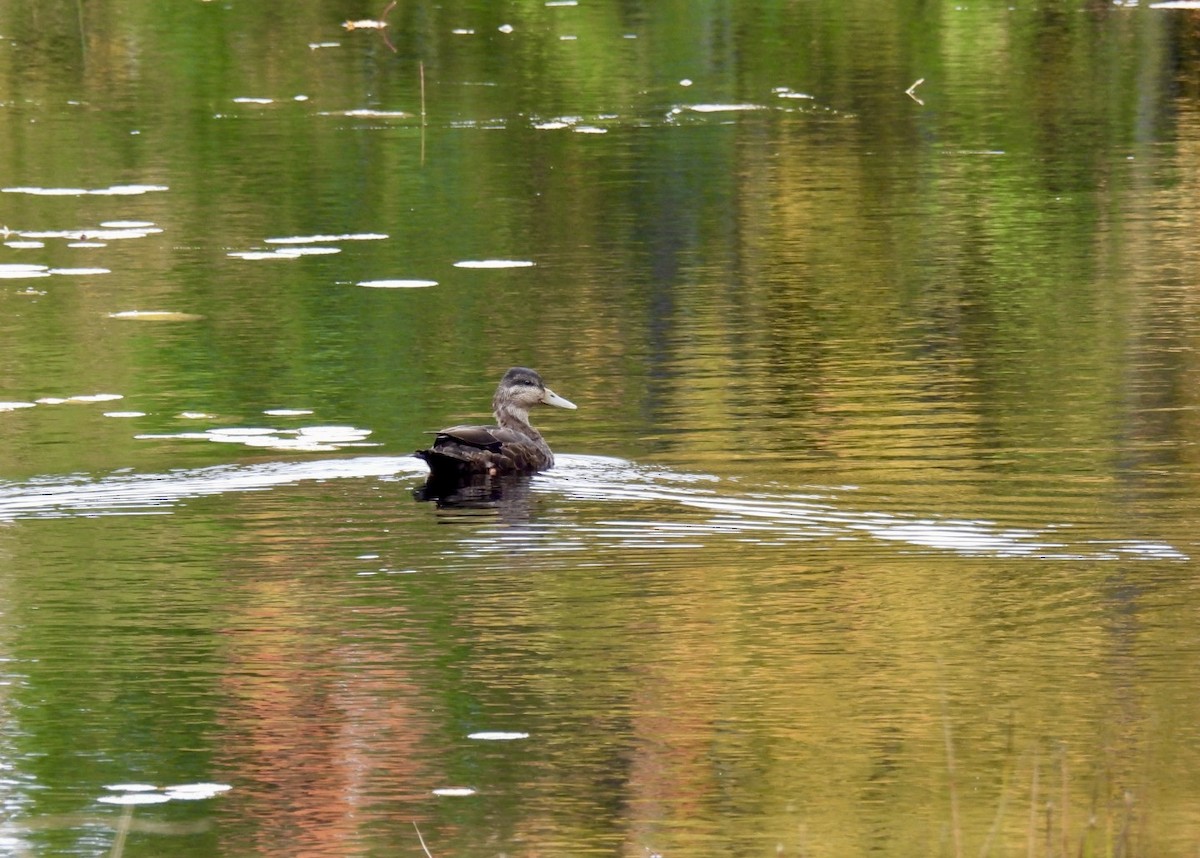 American Black Duck - ML624607549