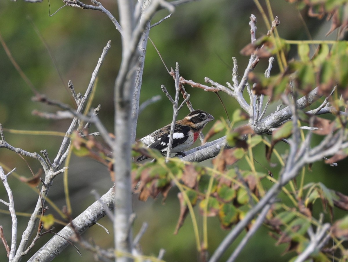 Rose-breasted Grosbeak - ML624607551