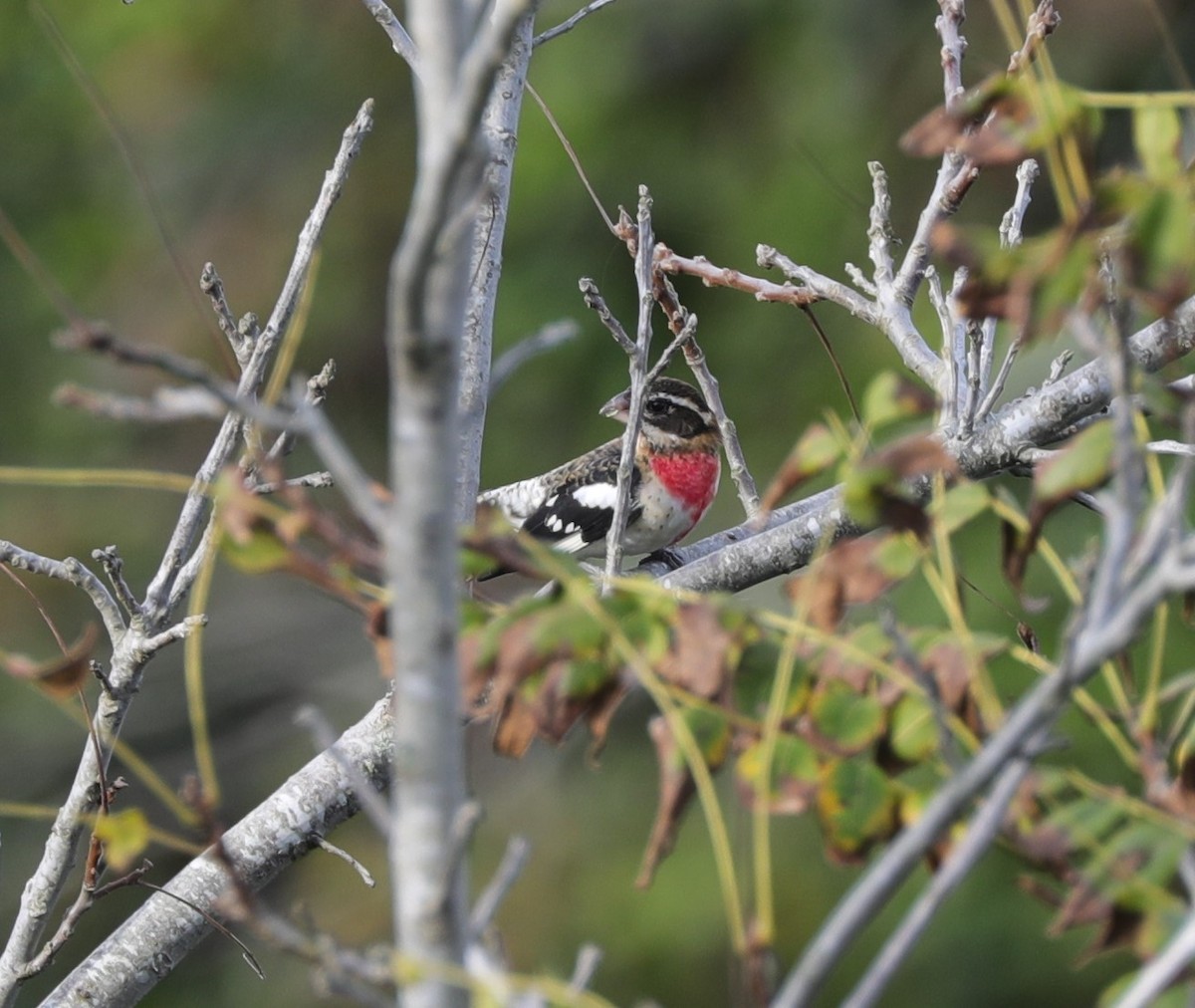 Rose-breasted Grosbeak - ML624607553