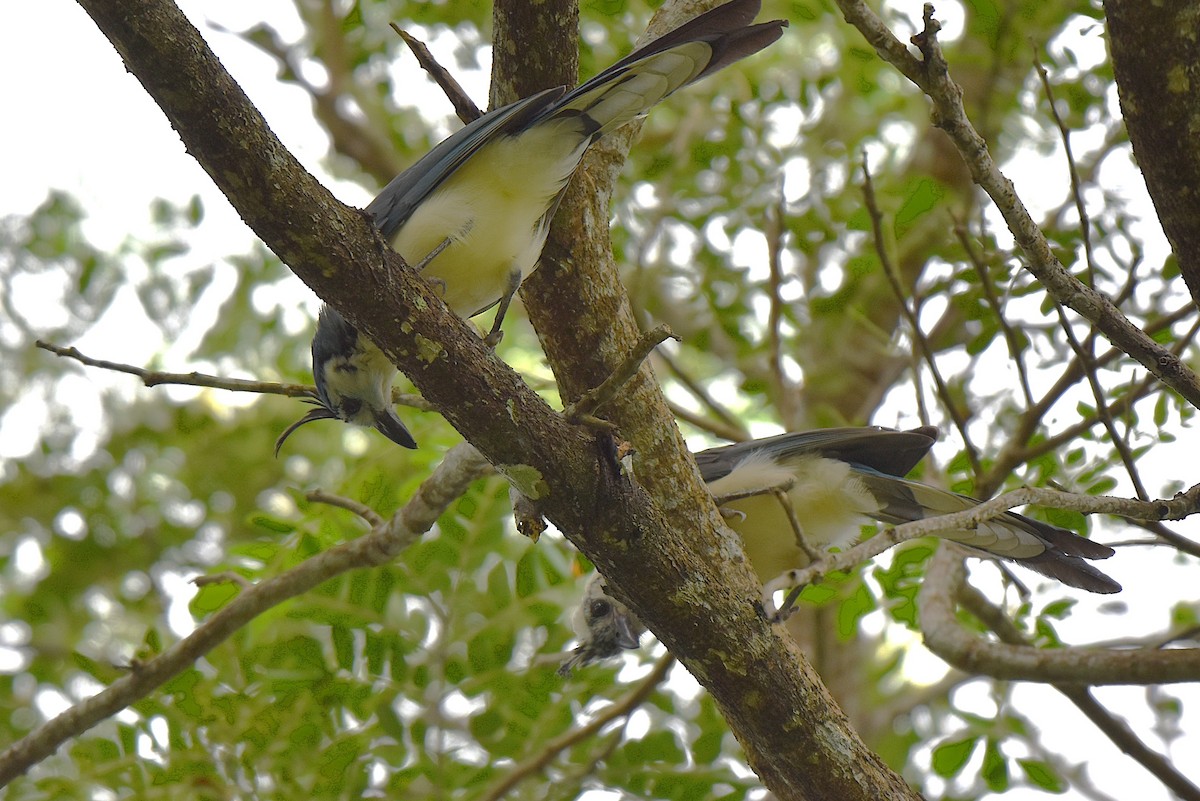 White-throated Magpie-Jay - ML624607554