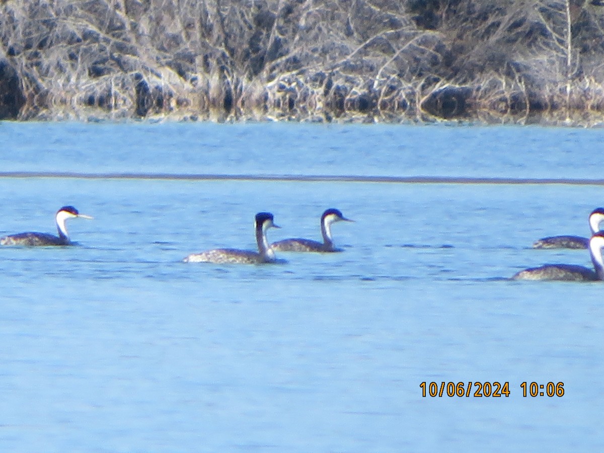 Western Grebe - ML624607555