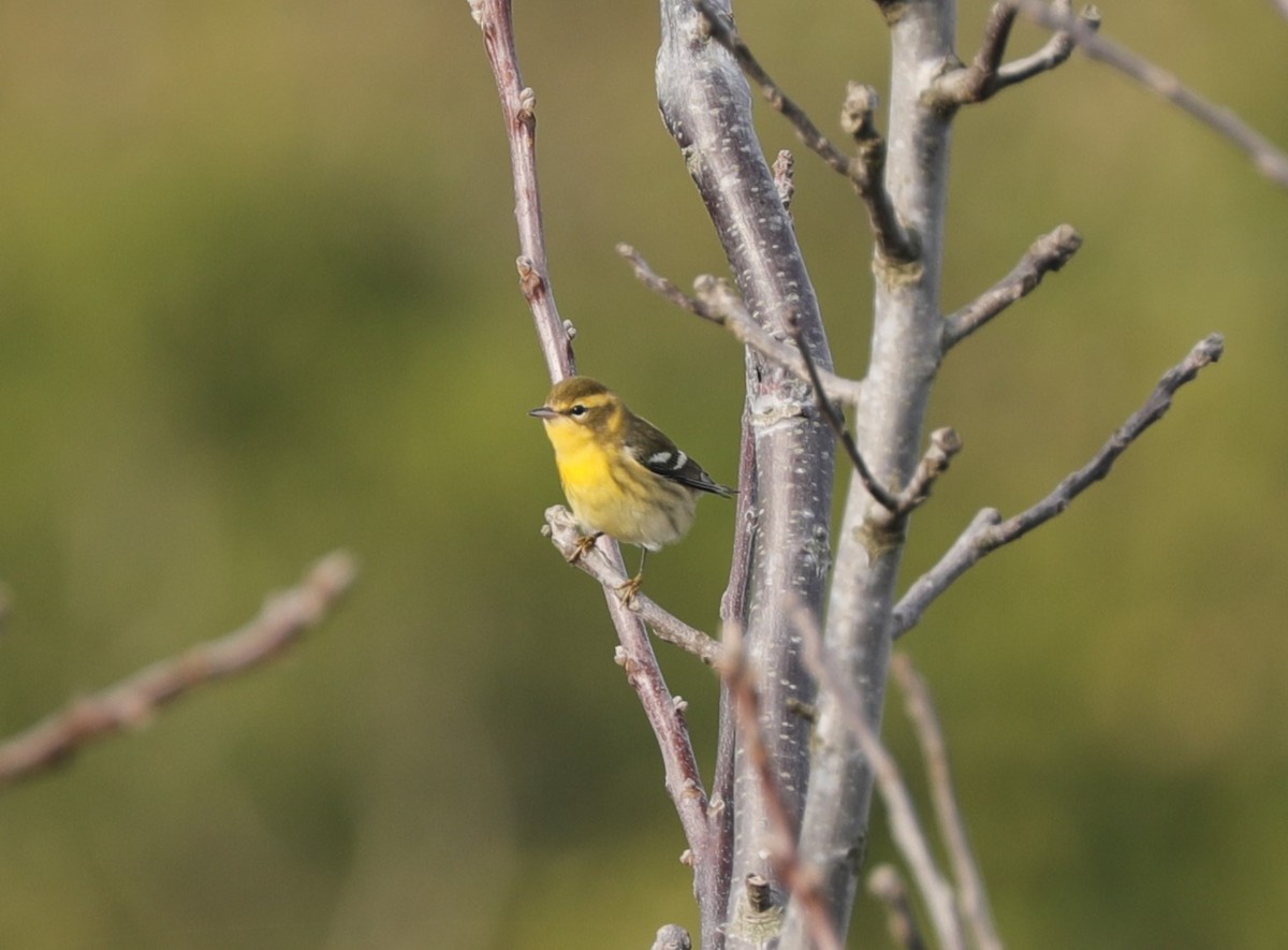 Blackburnian Warbler - ML624607556