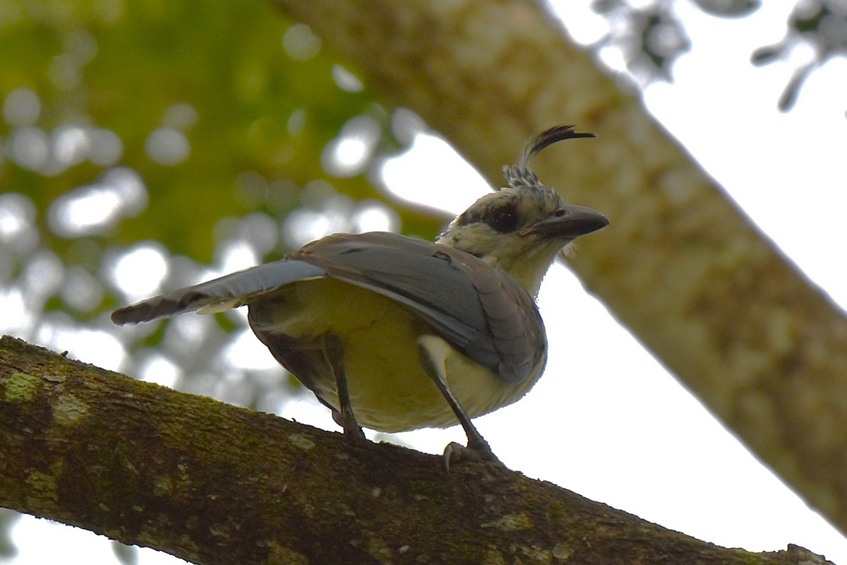 White-throated Magpie-Jay - ML624607558