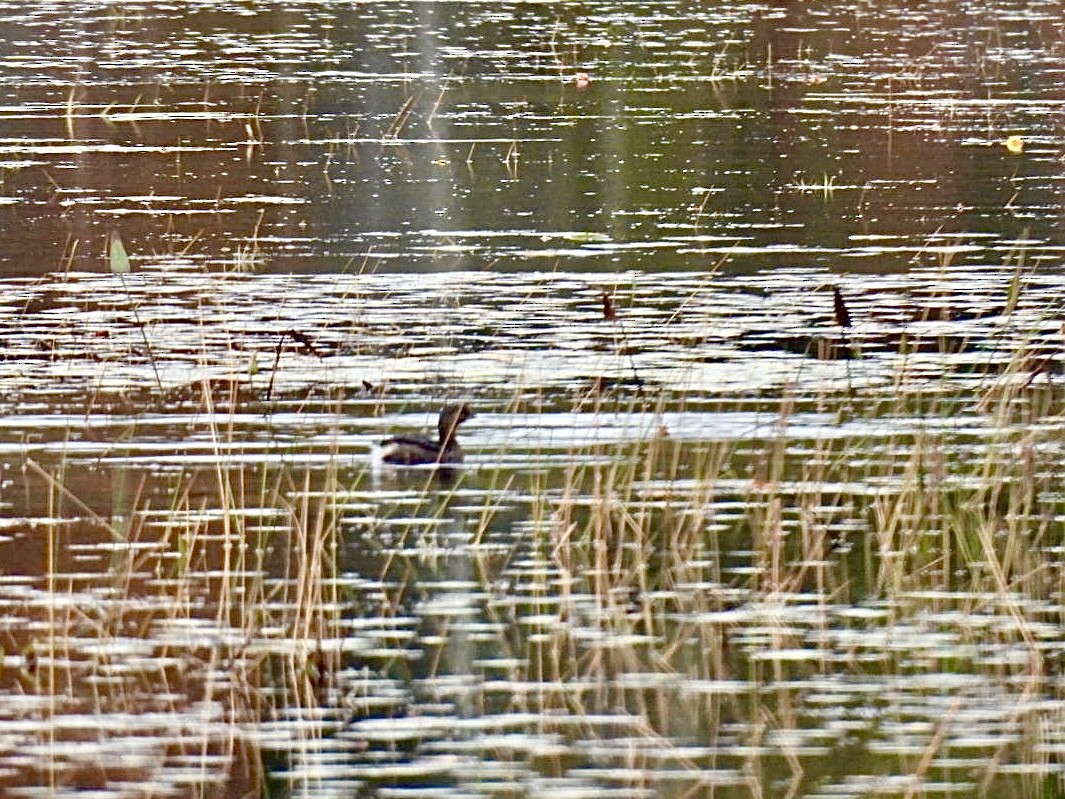 Pied-billed Grebe - ML624607559