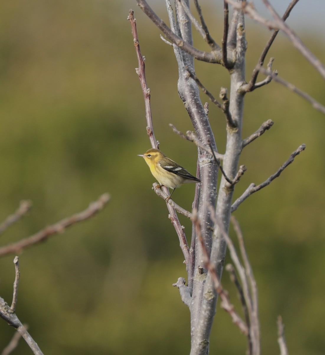 Blackburnian Warbler - Laurel Barnhill