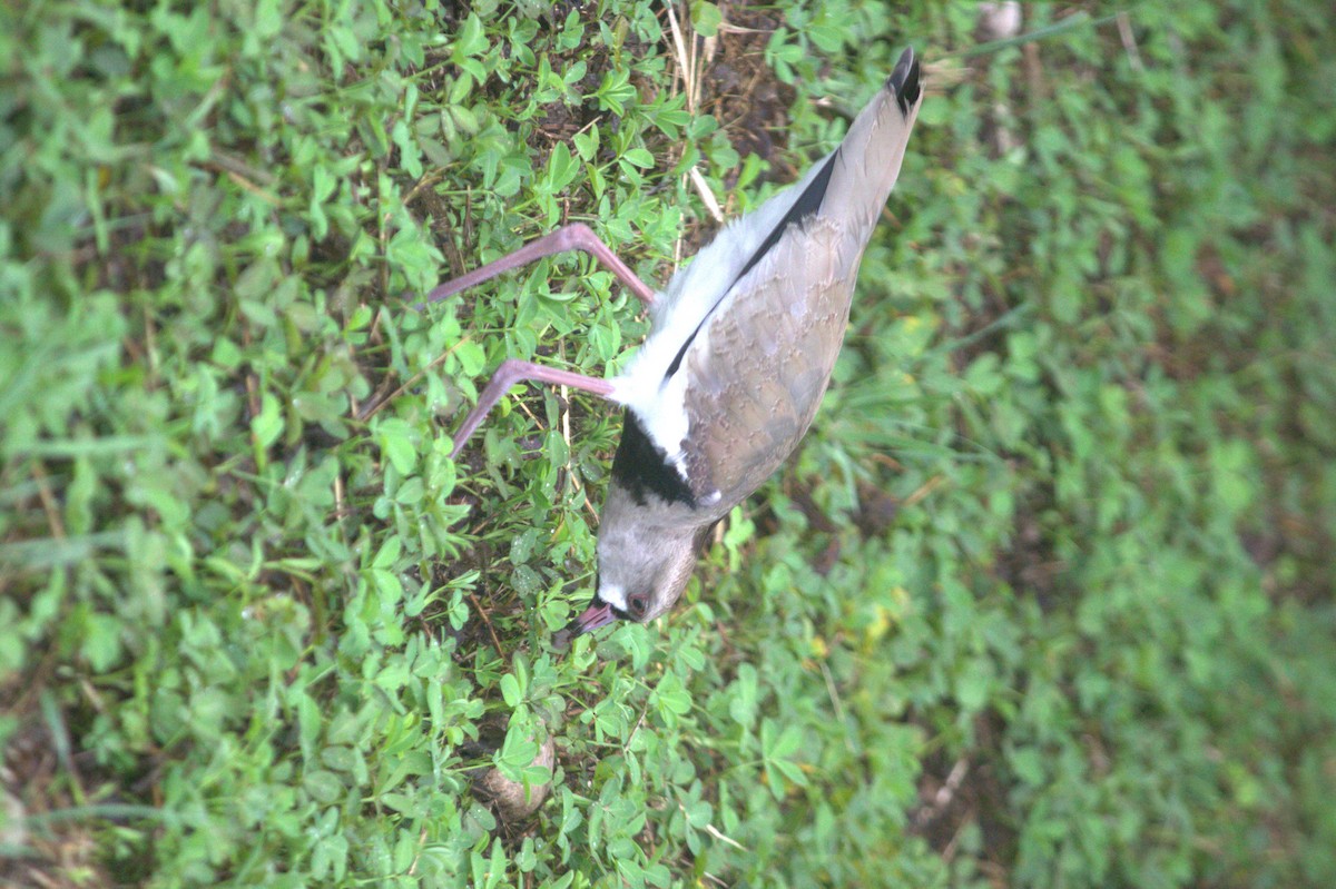 Southern Lapwing - ML624607565