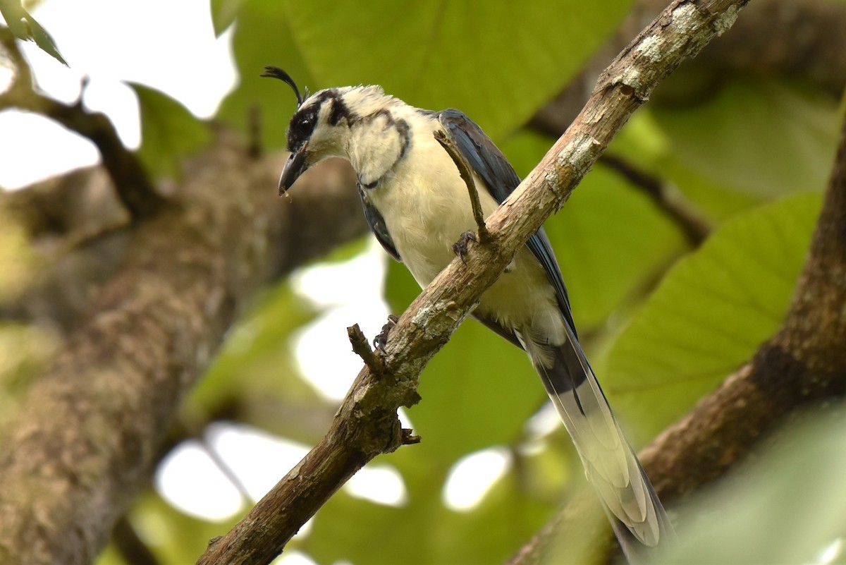 White-throated Magpie-Jay - ML624607567