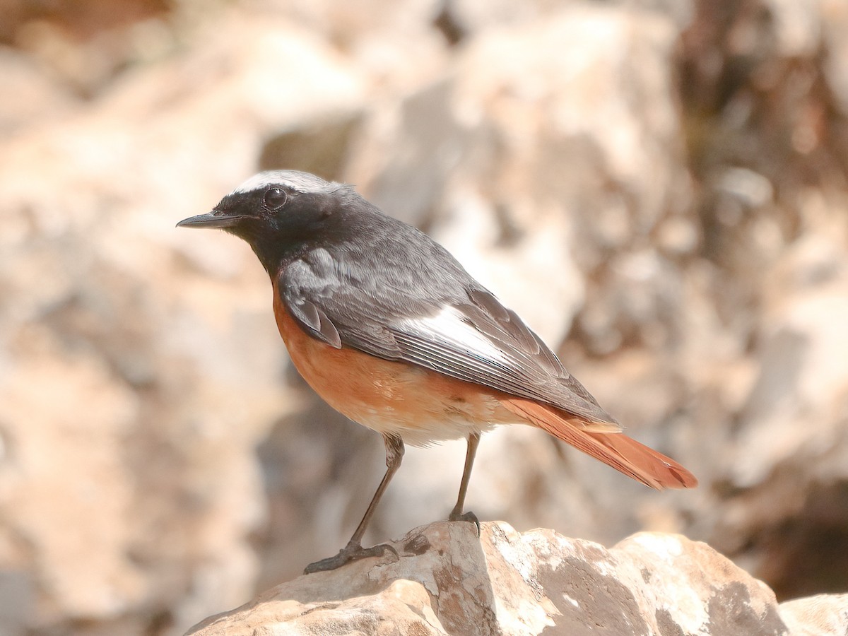 Common Redstart - ML624607568