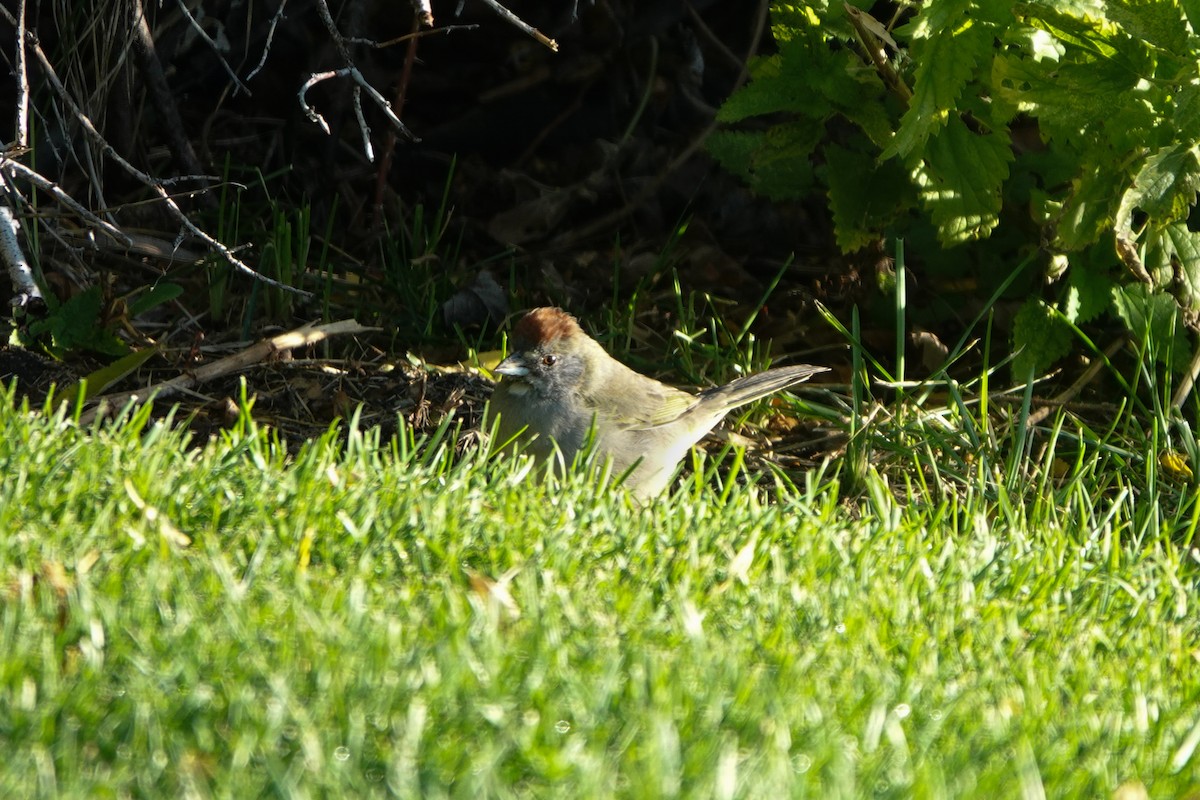 Green-tailed Towhee - ML624607569