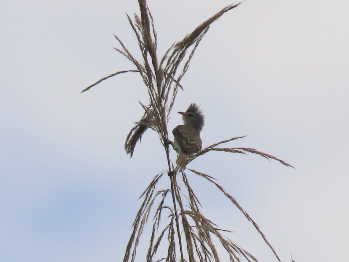 Southern Beardless-Tyrannulet - ML624607571